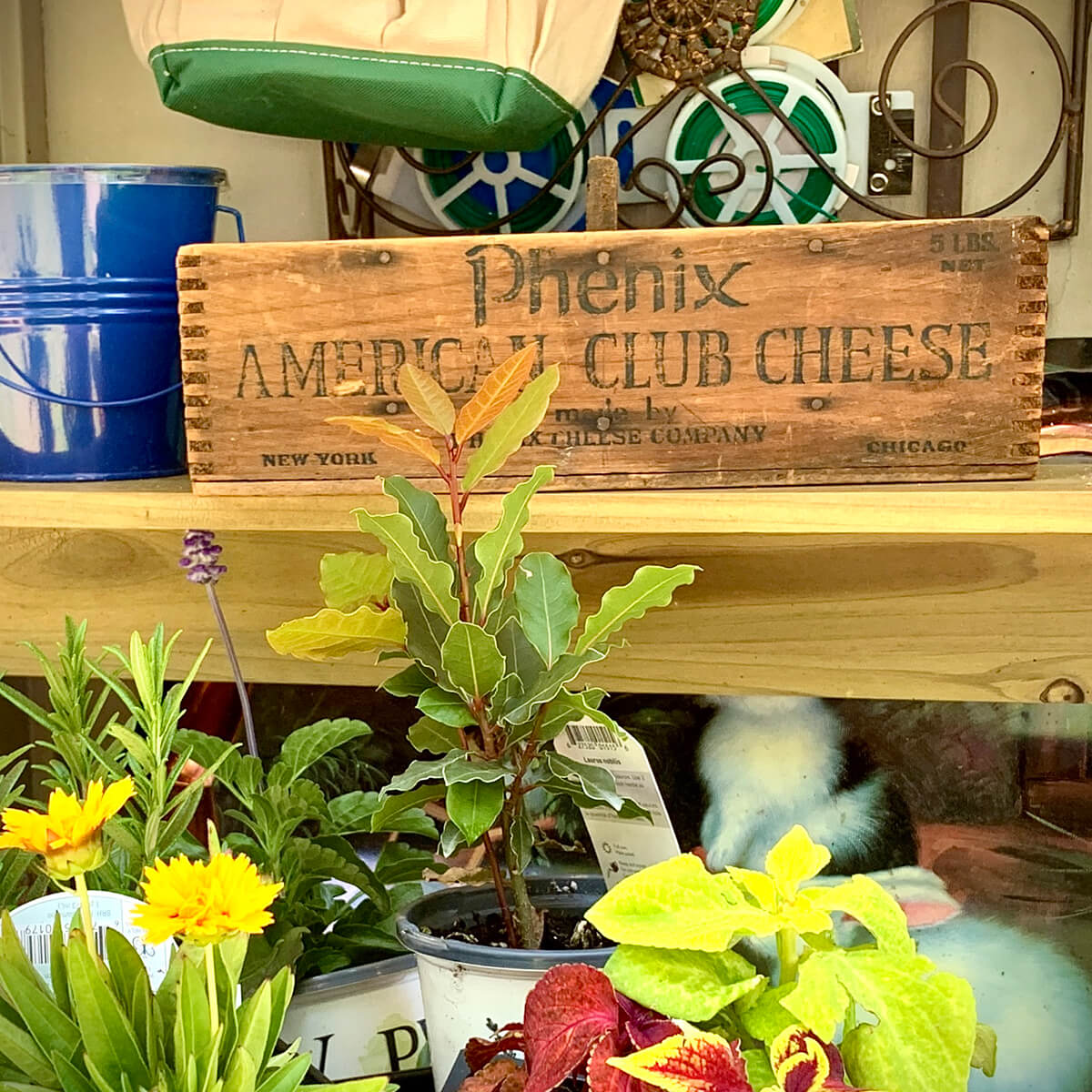 God’s Potting Bench