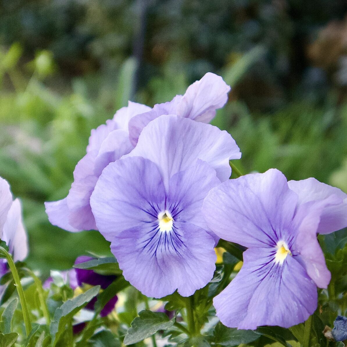 Moving Pansies